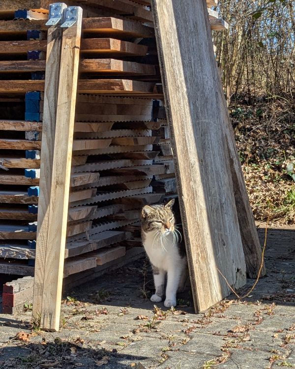 Möbelmacher Nachbarskatze zu Besuch auf dem Holzplatz