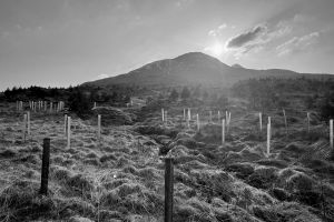 V-Forest: Aufforsten in Schottland